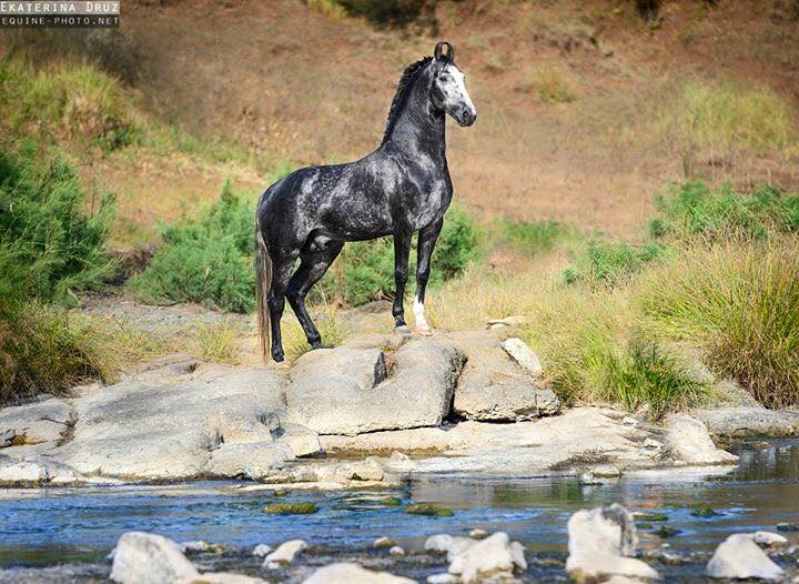 marwari horse in india